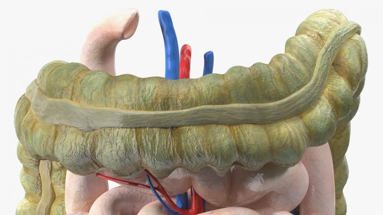 3D Young Man Anatomy Intestines model