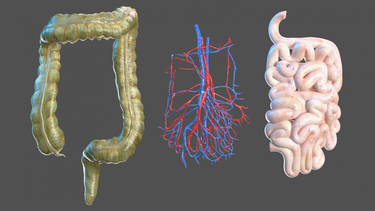 3D Young Man Anatomy Intestines model