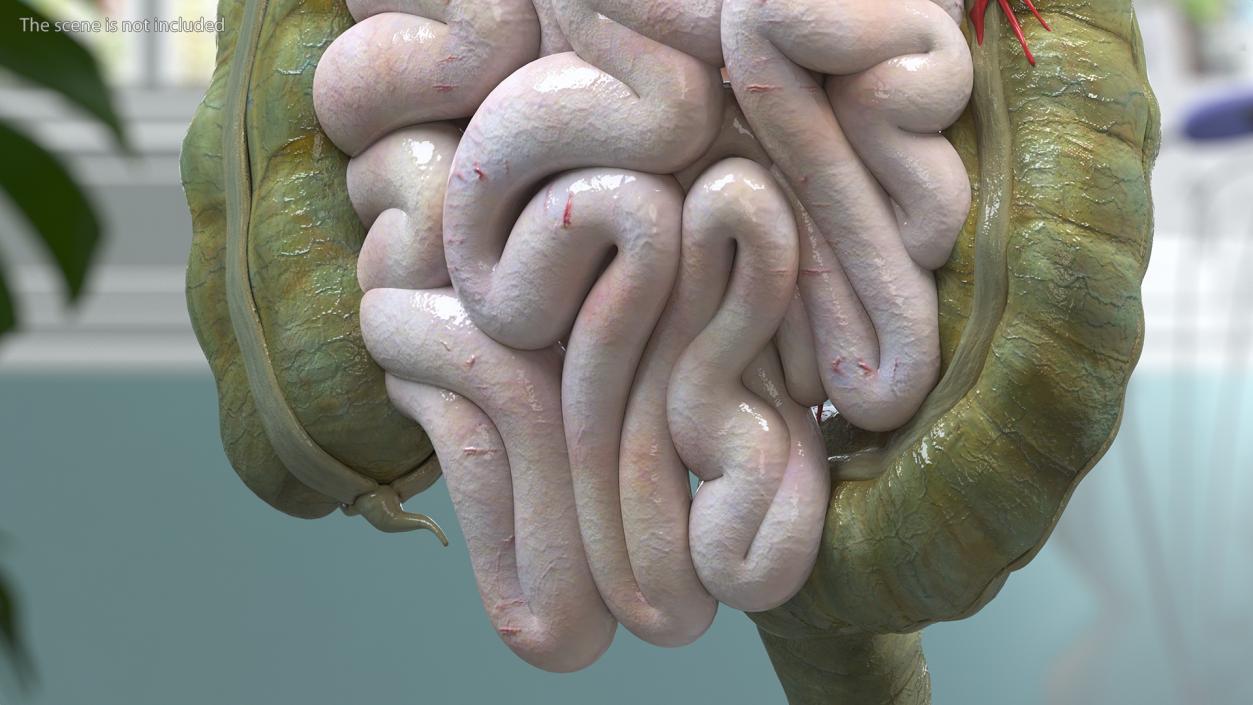 3D Young Man Anatomy Intestines model