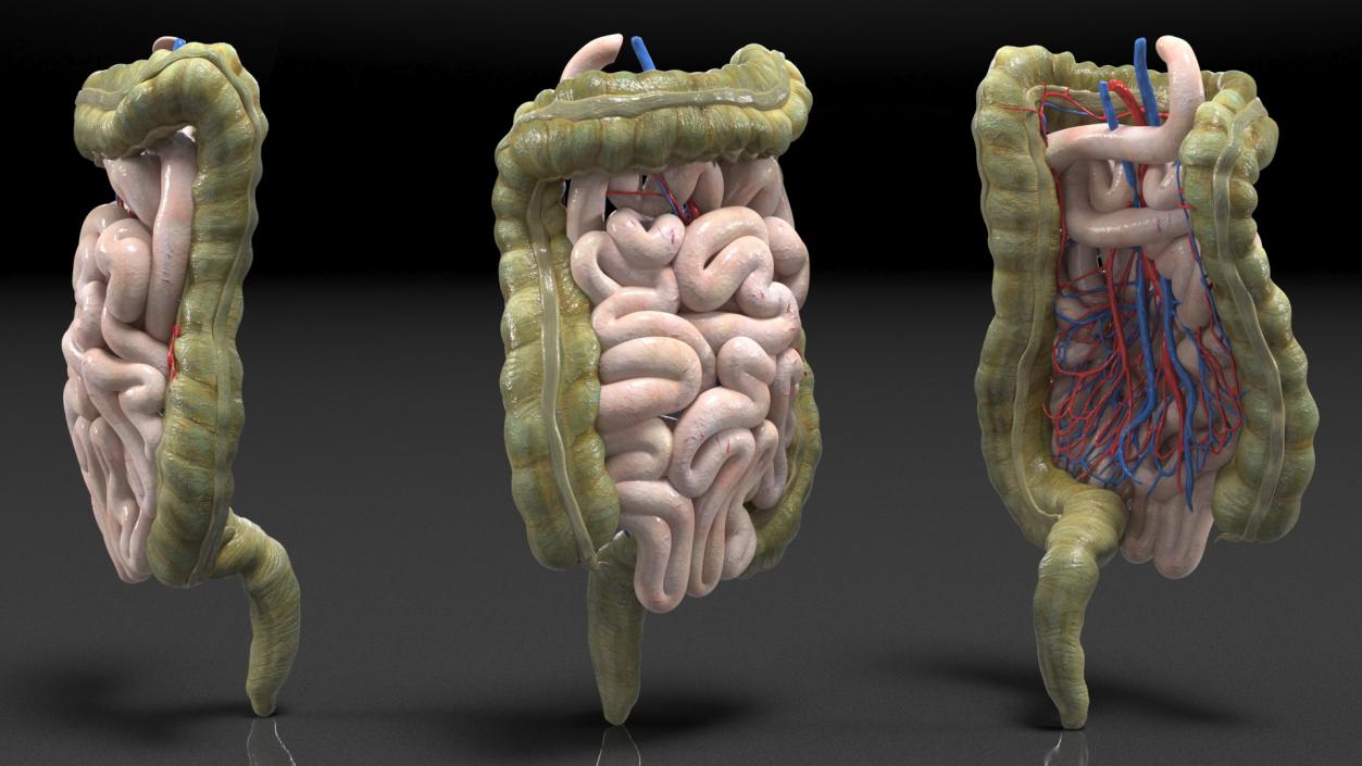 3D Young Man Anatomy Intestines model