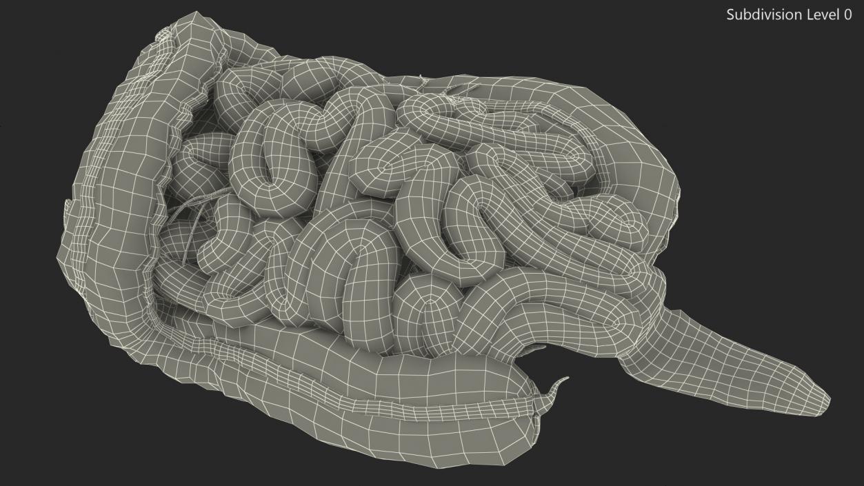 3D Young Man Anatomy Intestines model