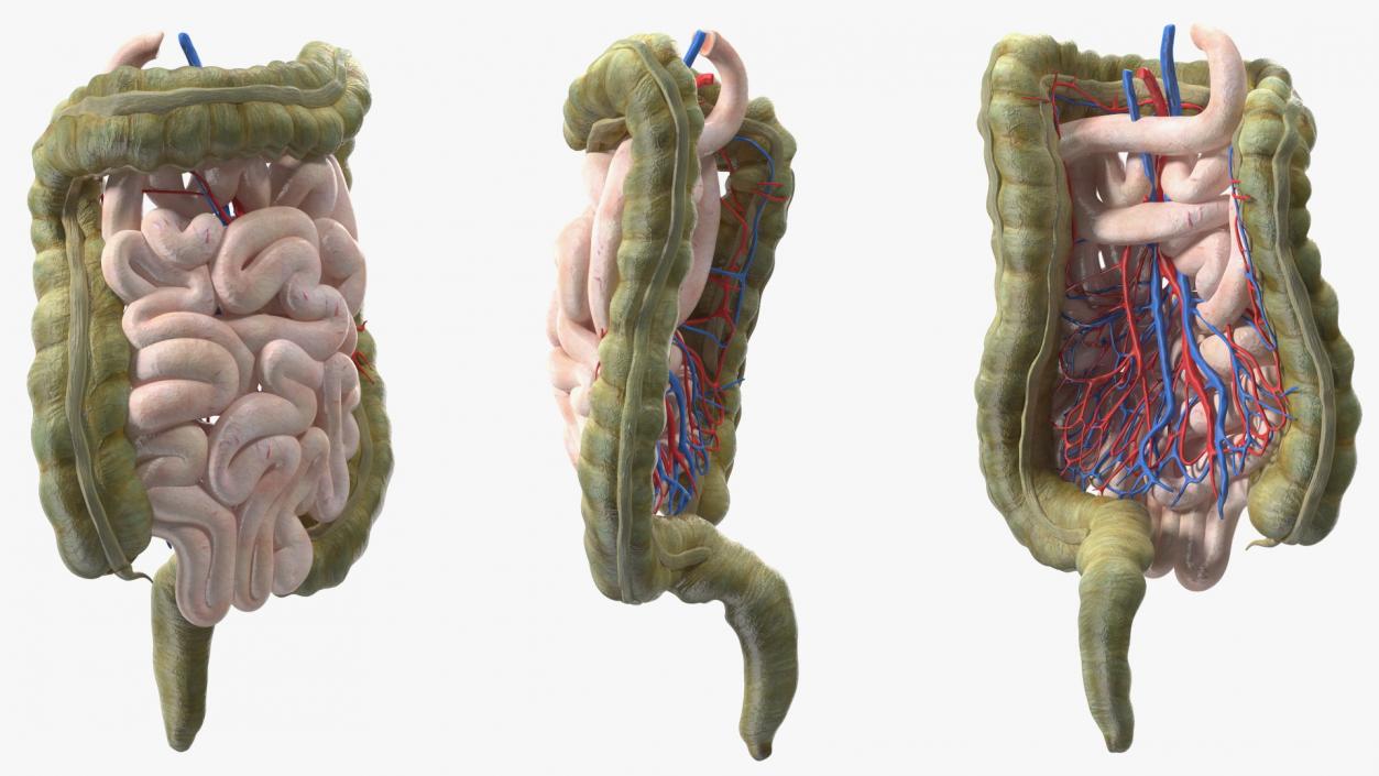 3D Young Man Anatomy Intestines model