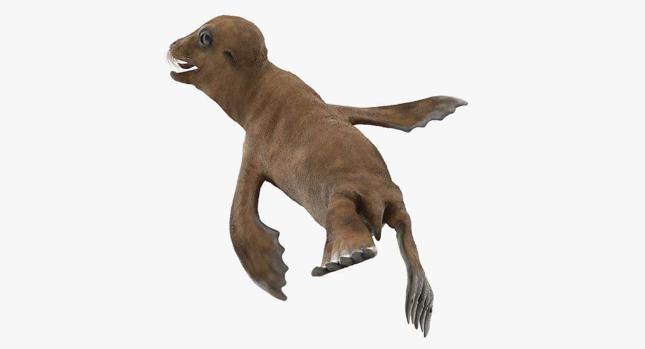 Sea Lion Baby Swimming Pose 3D