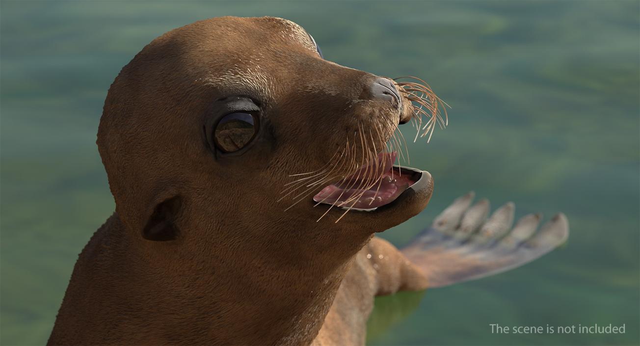 Sea Lion Baby Swimming Pose 3D