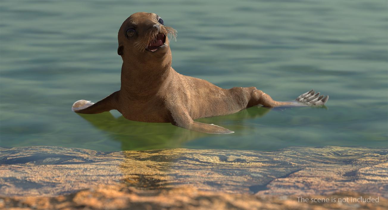 Sea Lion Baby Swimming Pose 3D