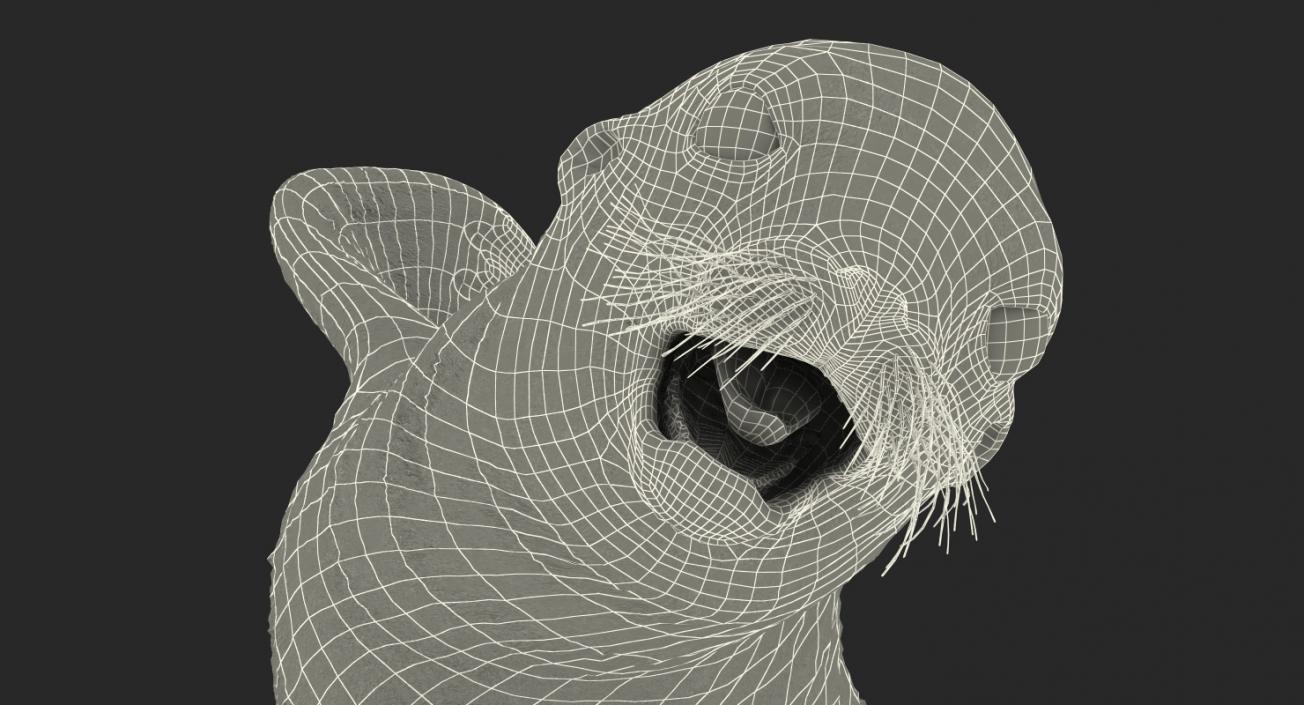 Sea Lion Baby Swimming Pose 3D