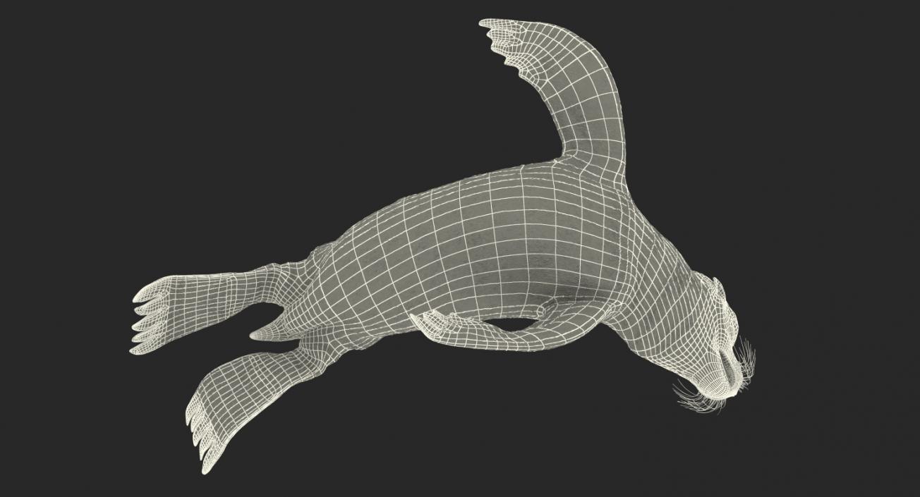 Sea Lion Baby Swimming Pose 3D