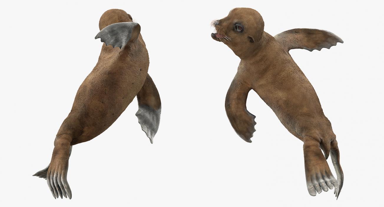 Sea Lion Baby Swimming Pose 3D