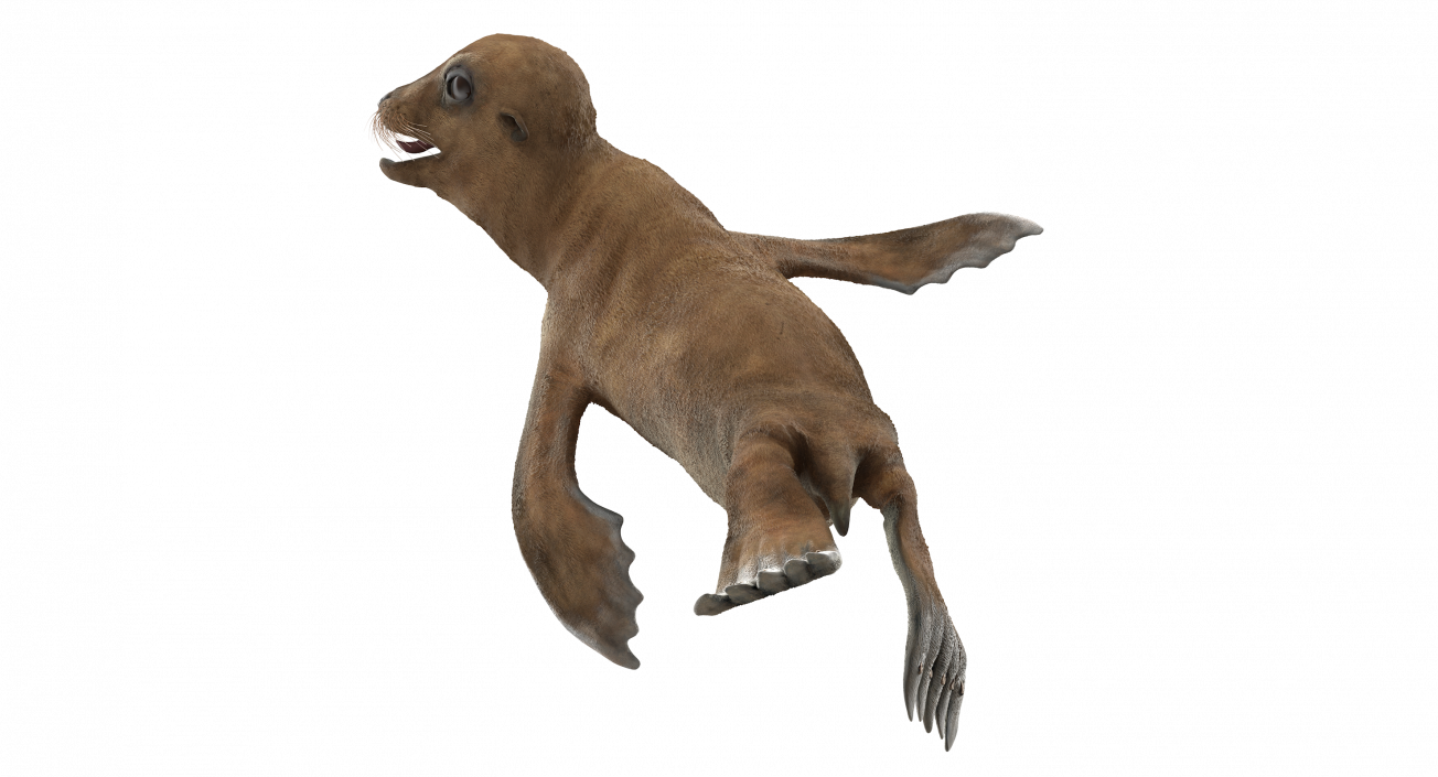 Sea Lion Baby Swimming Pose 3D