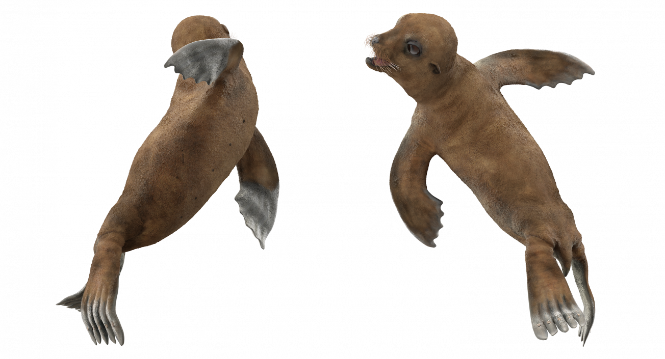 Sea Lion Baby Swimming Pose 3D