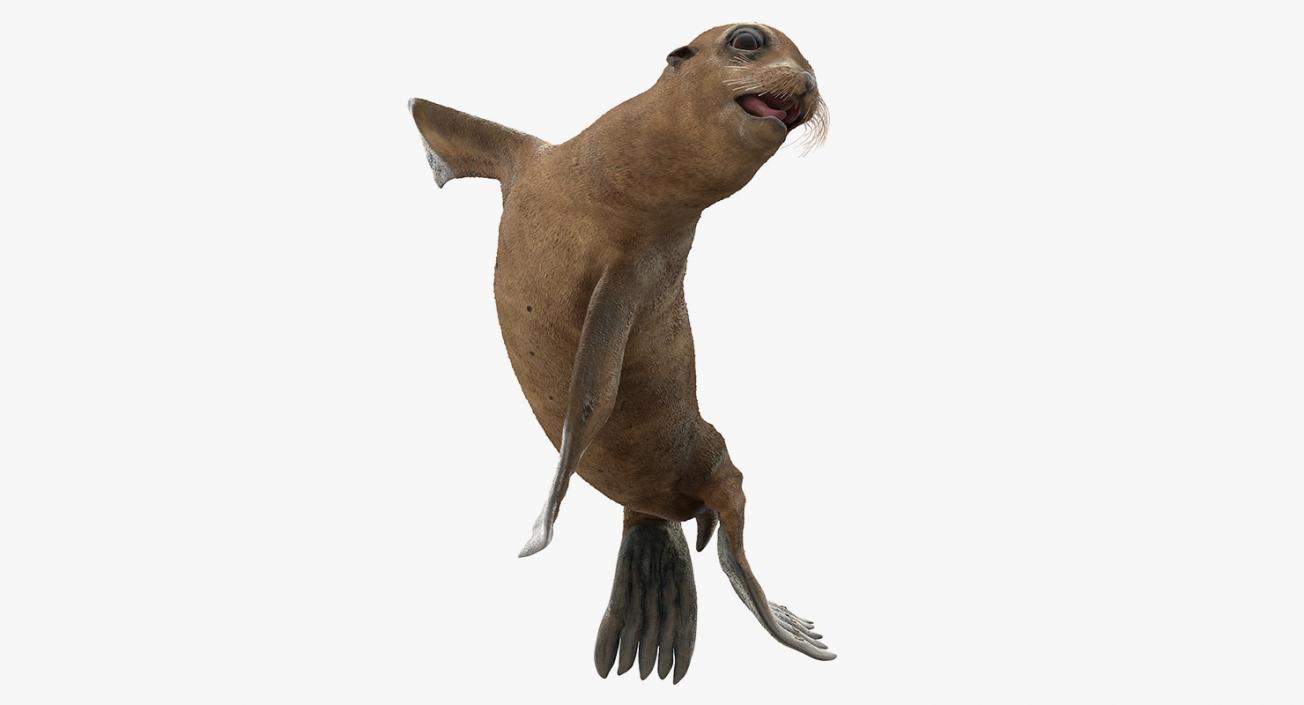 Sea Lion Baby Swimming Pose 3D