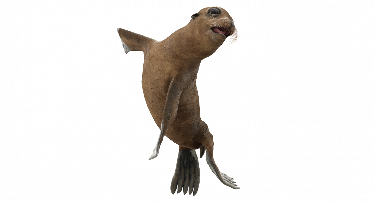 Sea Lion Baby Swimming Pose 3D