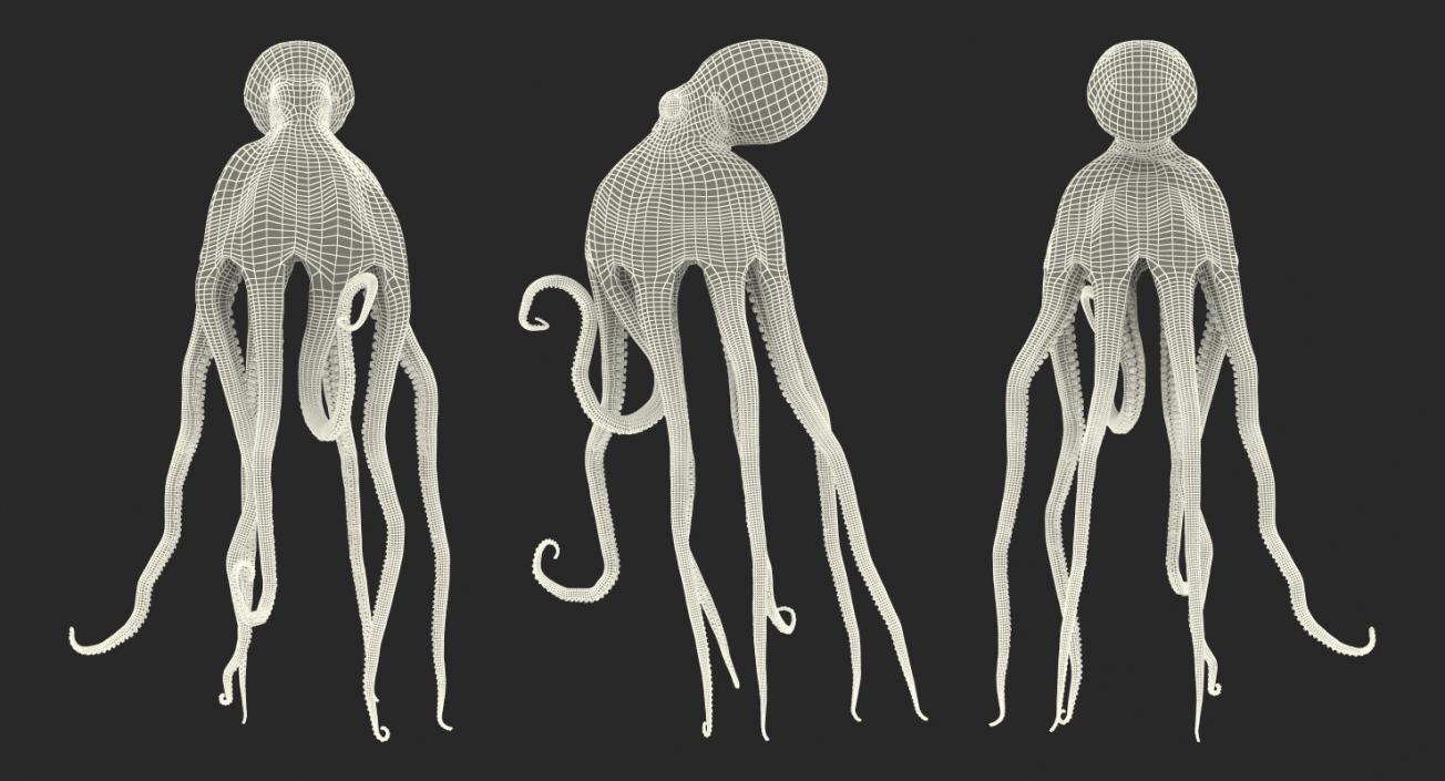 Blue Octopus Rigged 3D model