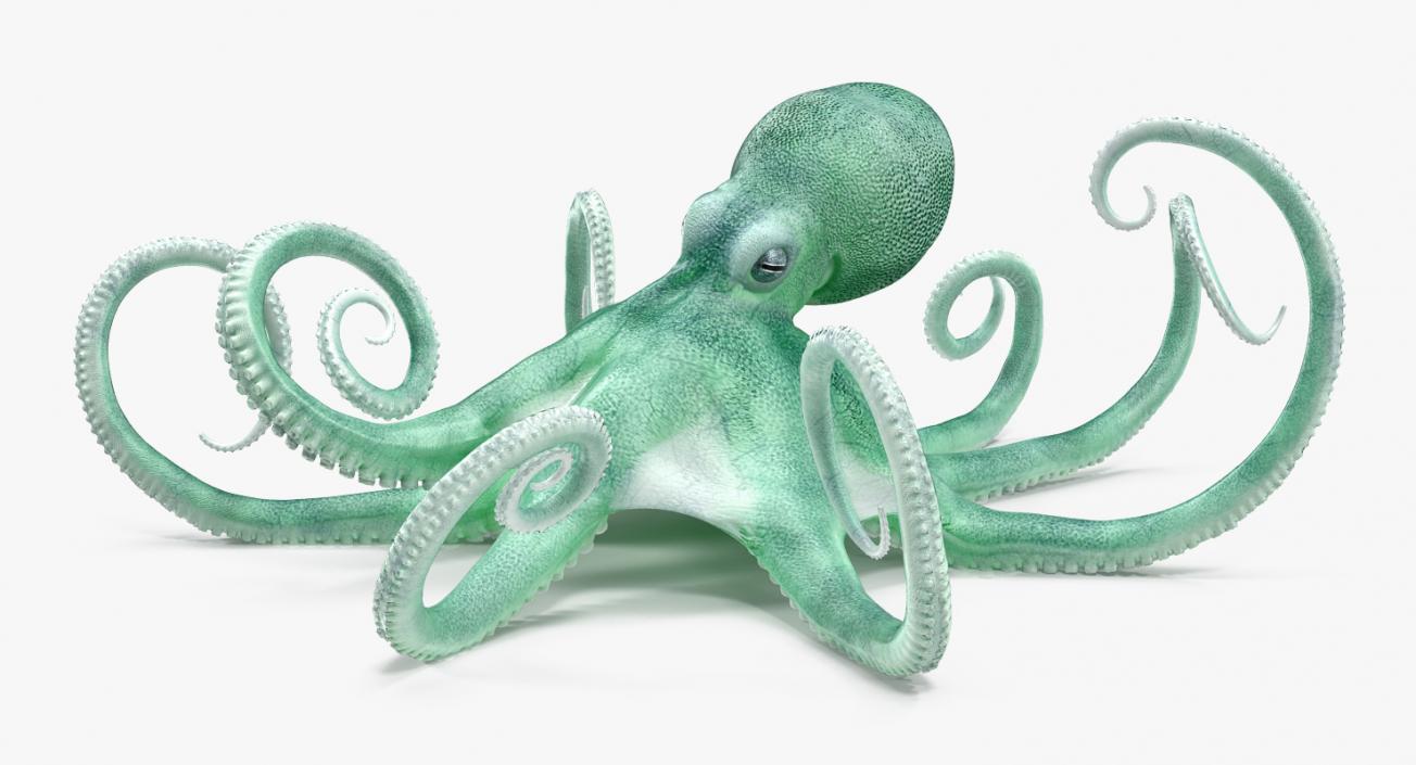 Blue Octopus Rigged 3D model