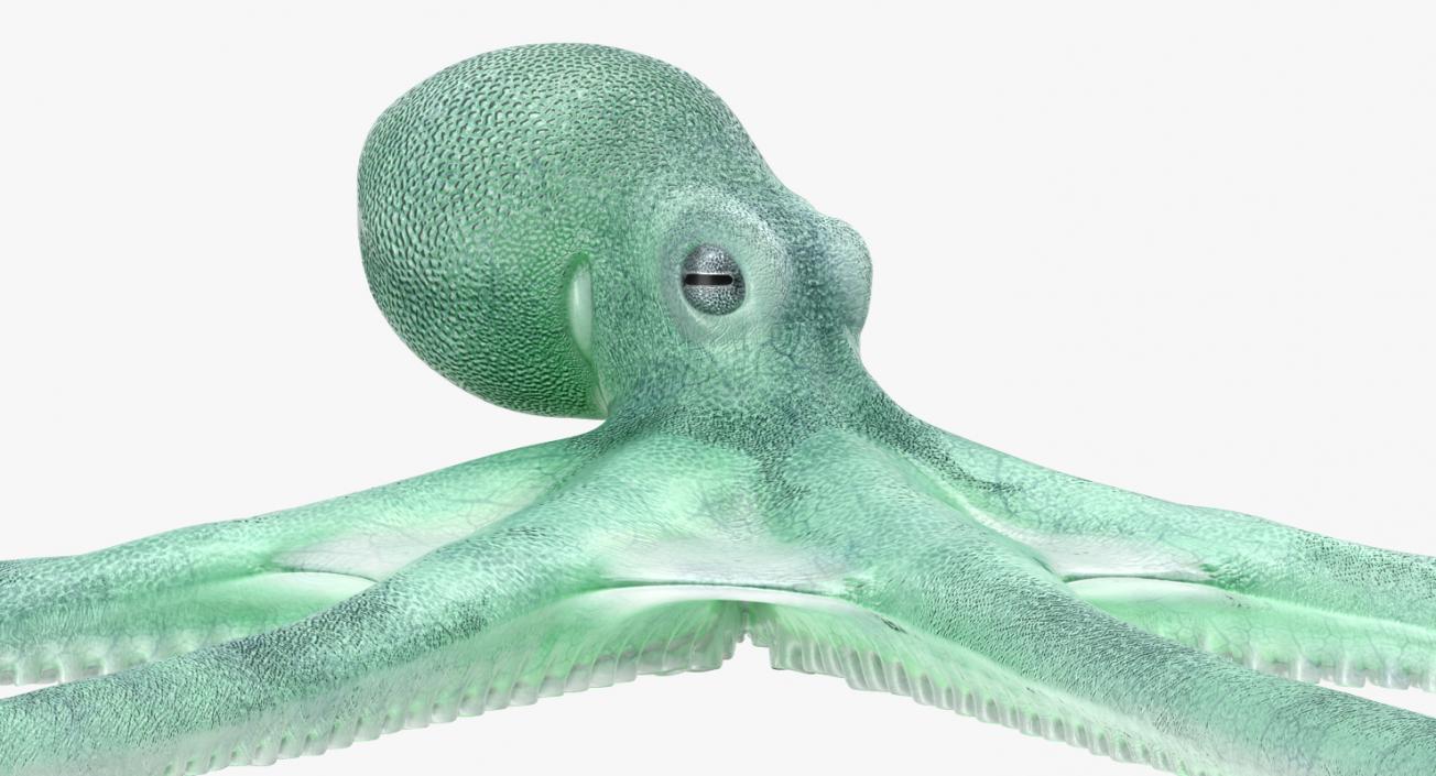 Blue Octopus Rigged 3D model