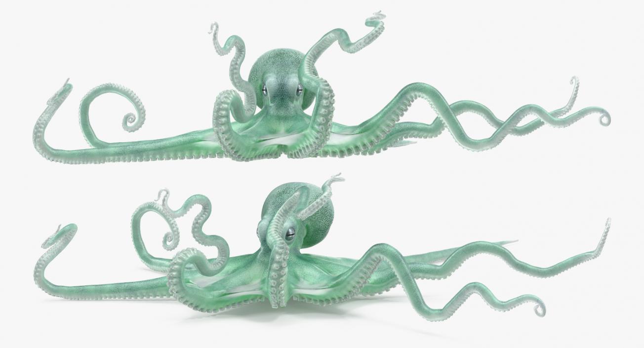 Blue Octopus Rigged 3D model