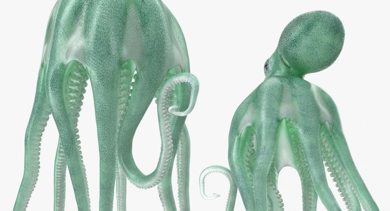 Blue Octopus Rigged 3D model