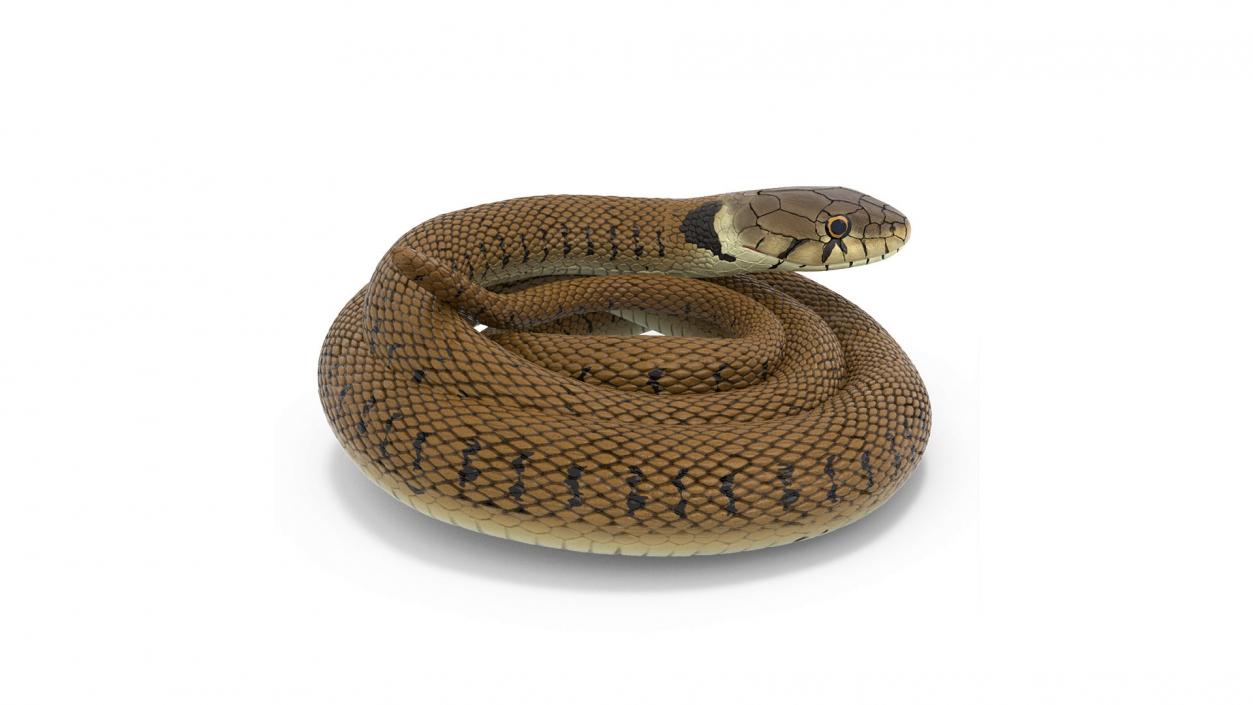 3D model Ringed Snake Brown Coiled for 3D Print 2