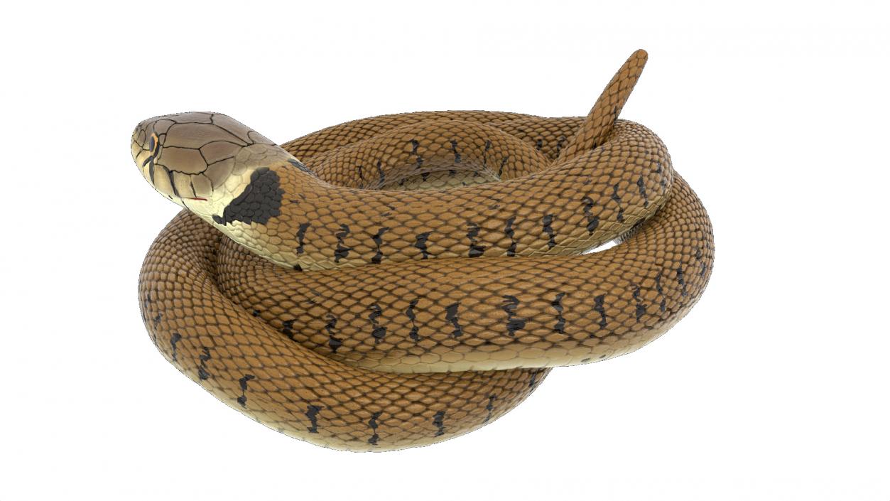 3D model Ringed Snake Brown Coiled for 3D Print 2