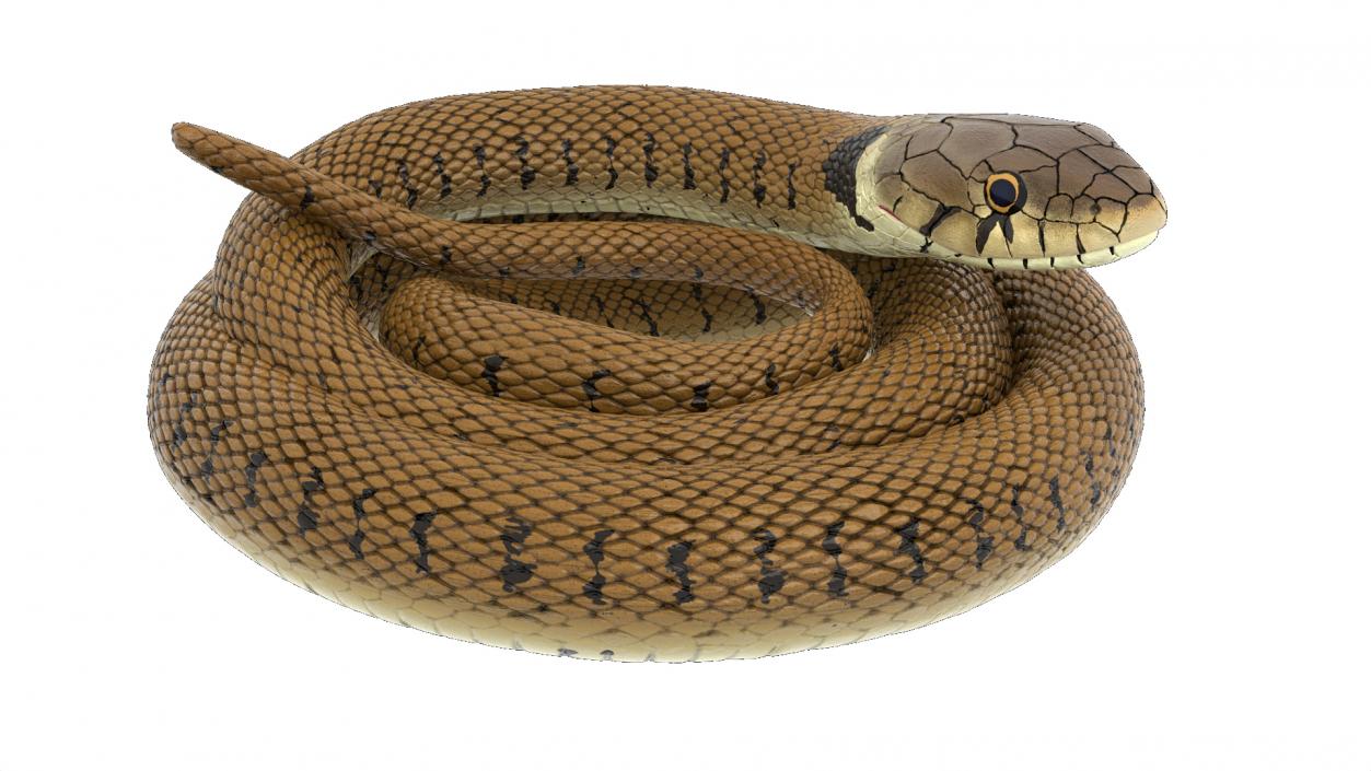 3D model Ringed Snake Brown Coiled for 3D Print 2