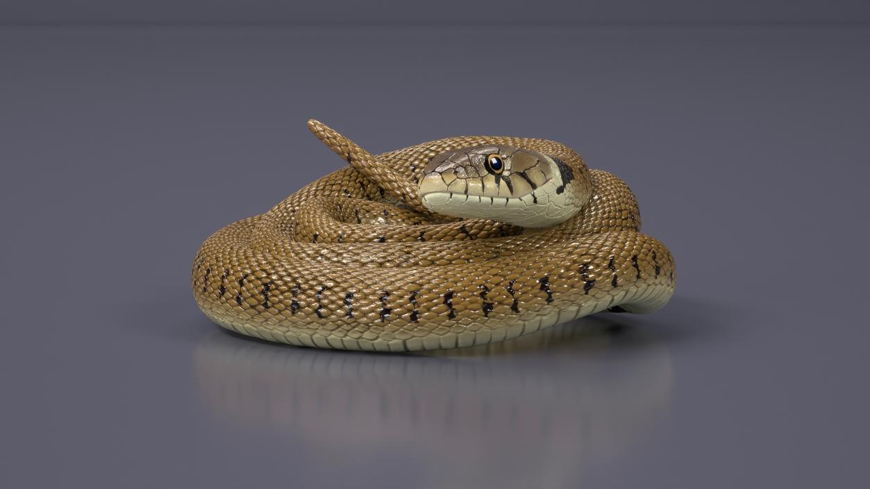 3D model Ringed Snake Brown Coiled for 3D Print 2