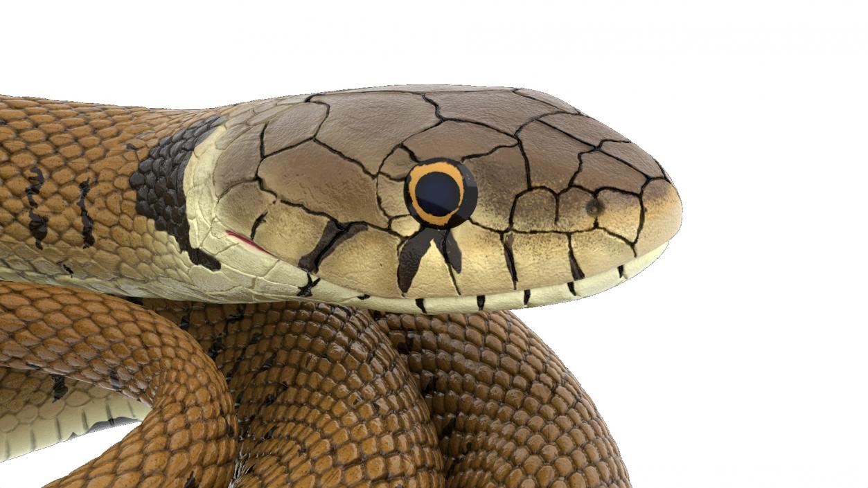 3D model Ringed Snake Brown Coiled for 3D Print 2