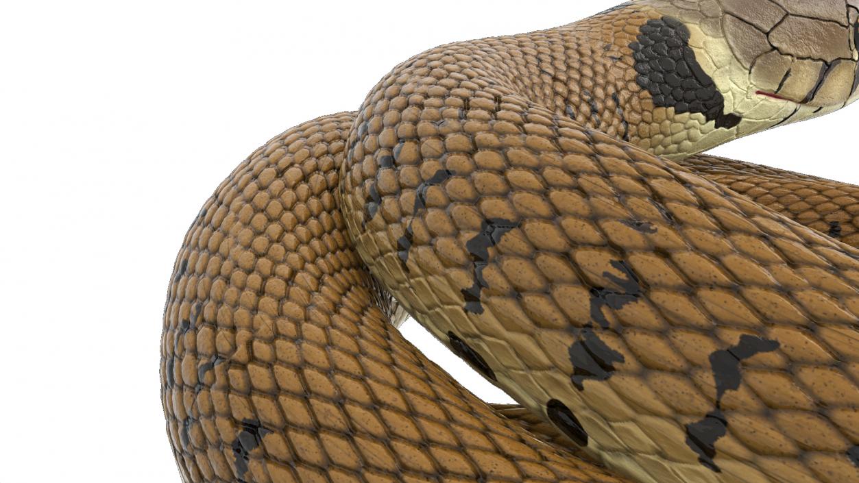 3D model Ringed Snake Brown Coiled for 3D Print 2