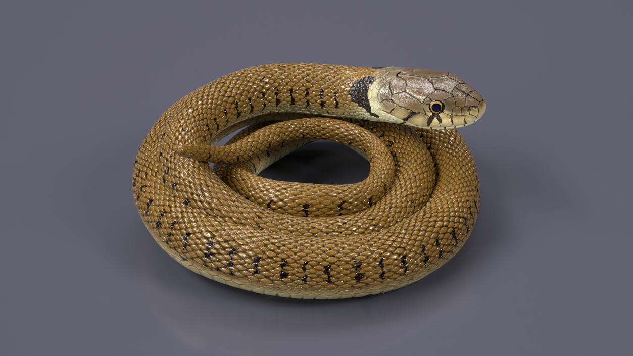 3D model Ringed Snake Brown Coiled for 3D Print 2