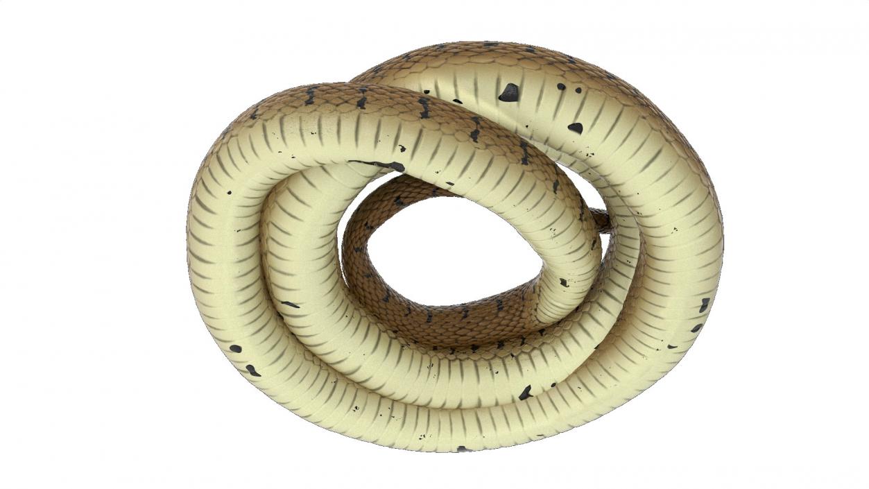 3D model Ringed Snake Brown Coiled for 3D Print 2