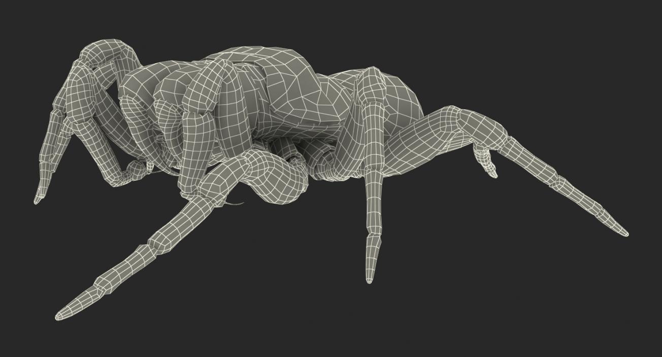 3D model Missulena Spider with Fur