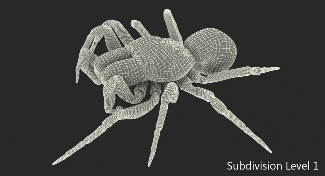 3D model Missulena Spider with Fur