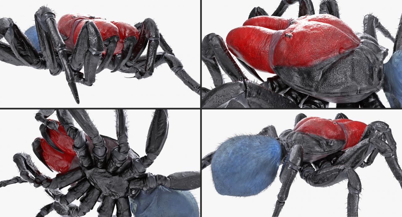 3D model Missulena Spider with Fur