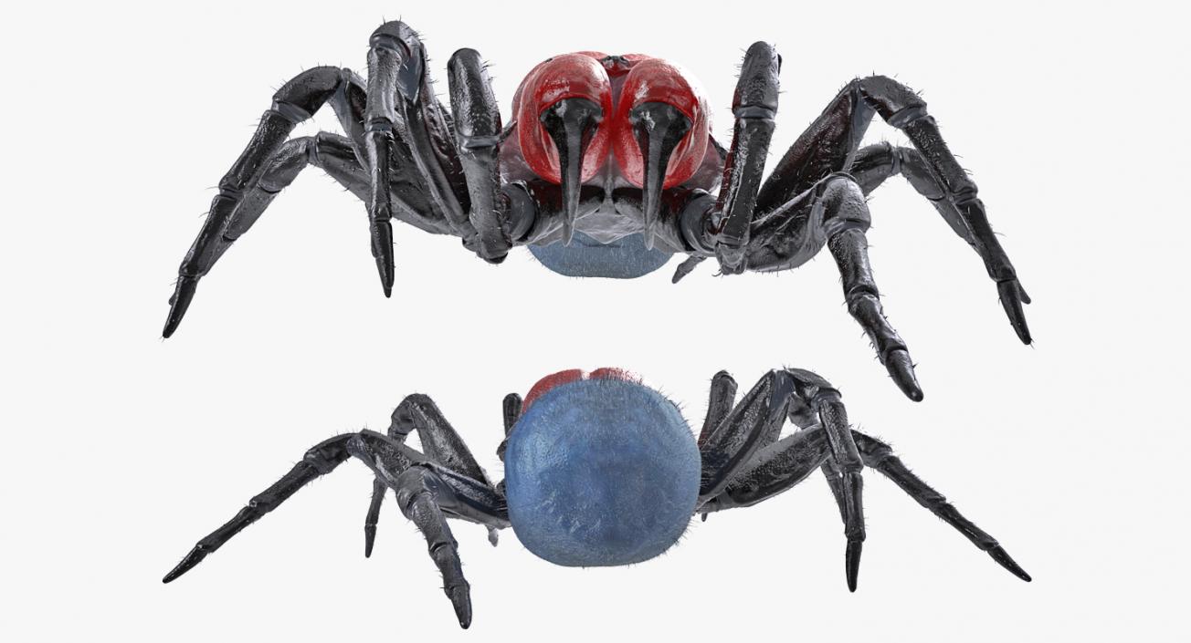 3D model Missulena Spider with Fur