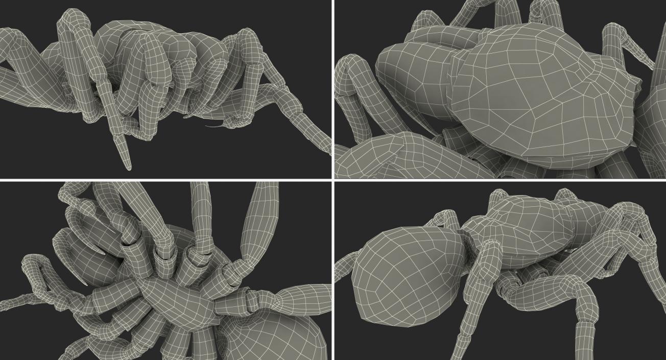 3D model Missulena Spider with Fur