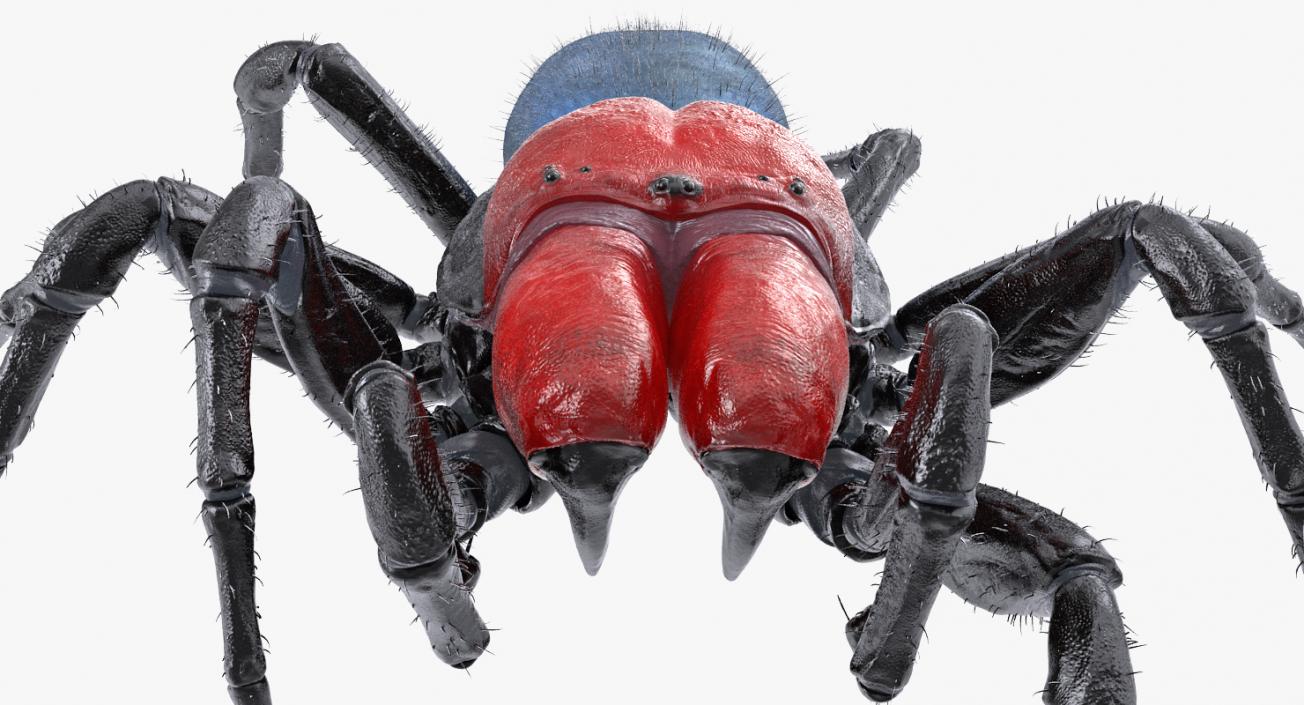 3D model Missulena Spider with Fur