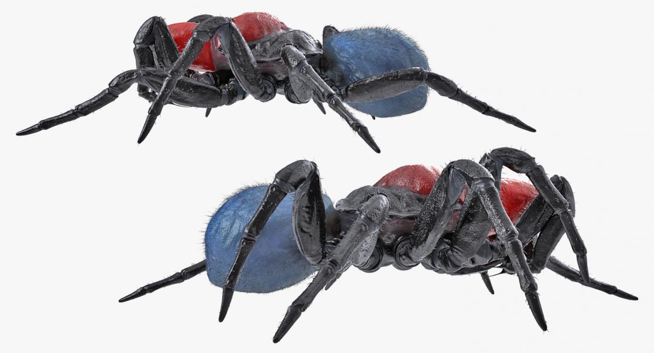 3D model Missulena Spider with Fur