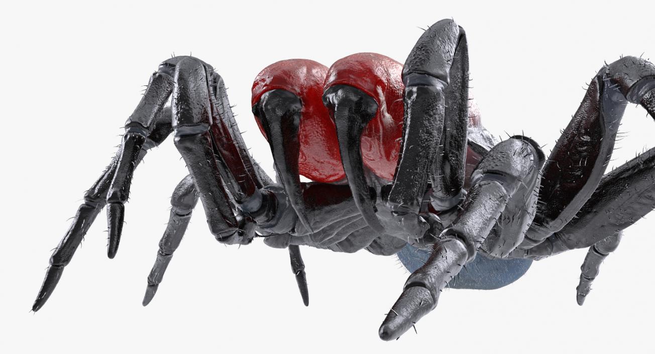 3D model Missulena Spider with Fur