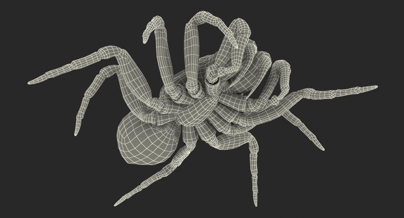 3D model Missulena Spider with Fur