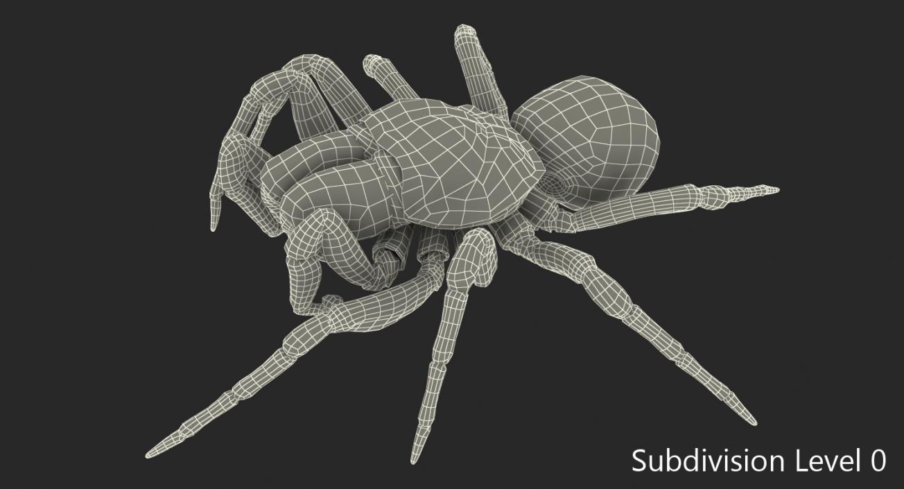 3D model Missulena Spider with Fur