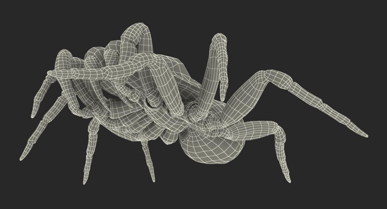 3D model Missulena Spider with Fur