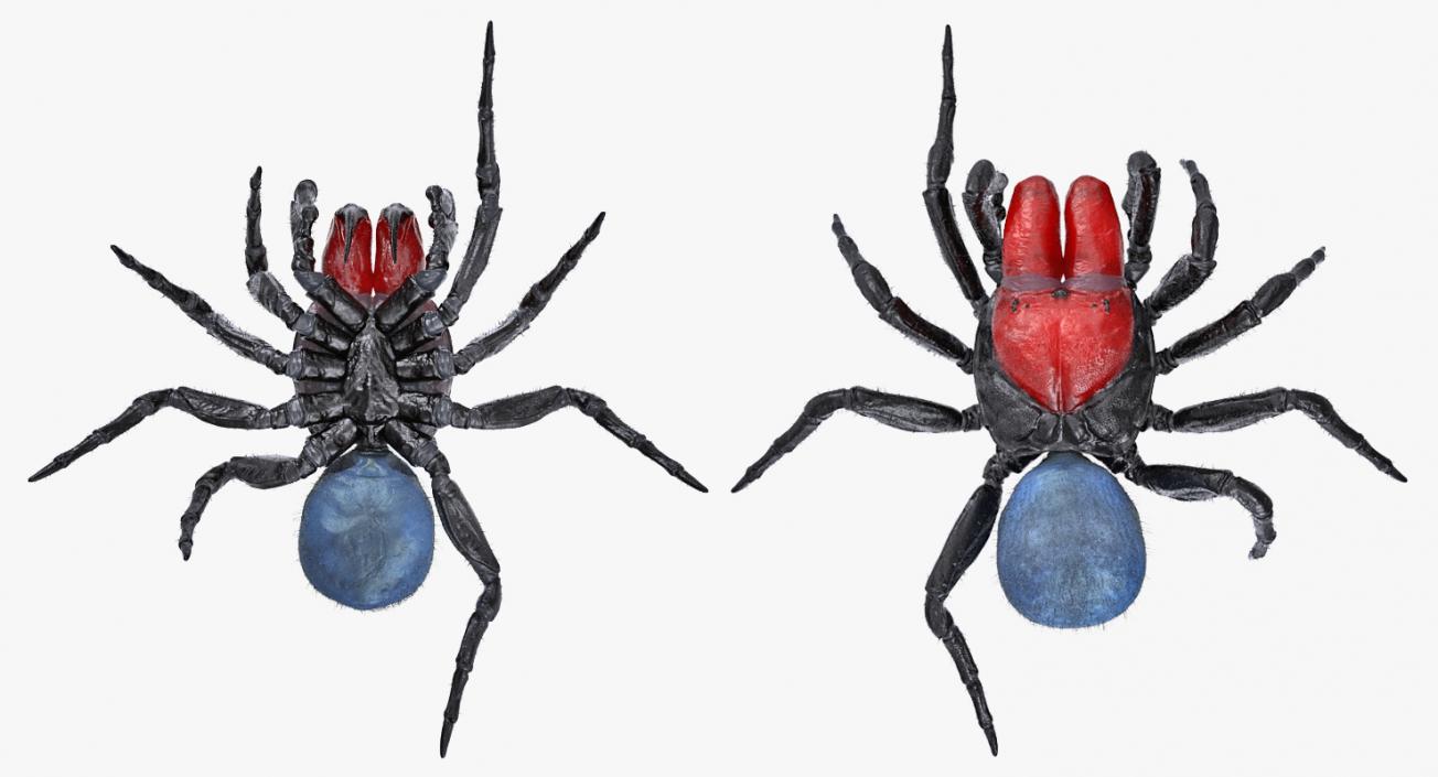 3D model Missulena Spider with Fur