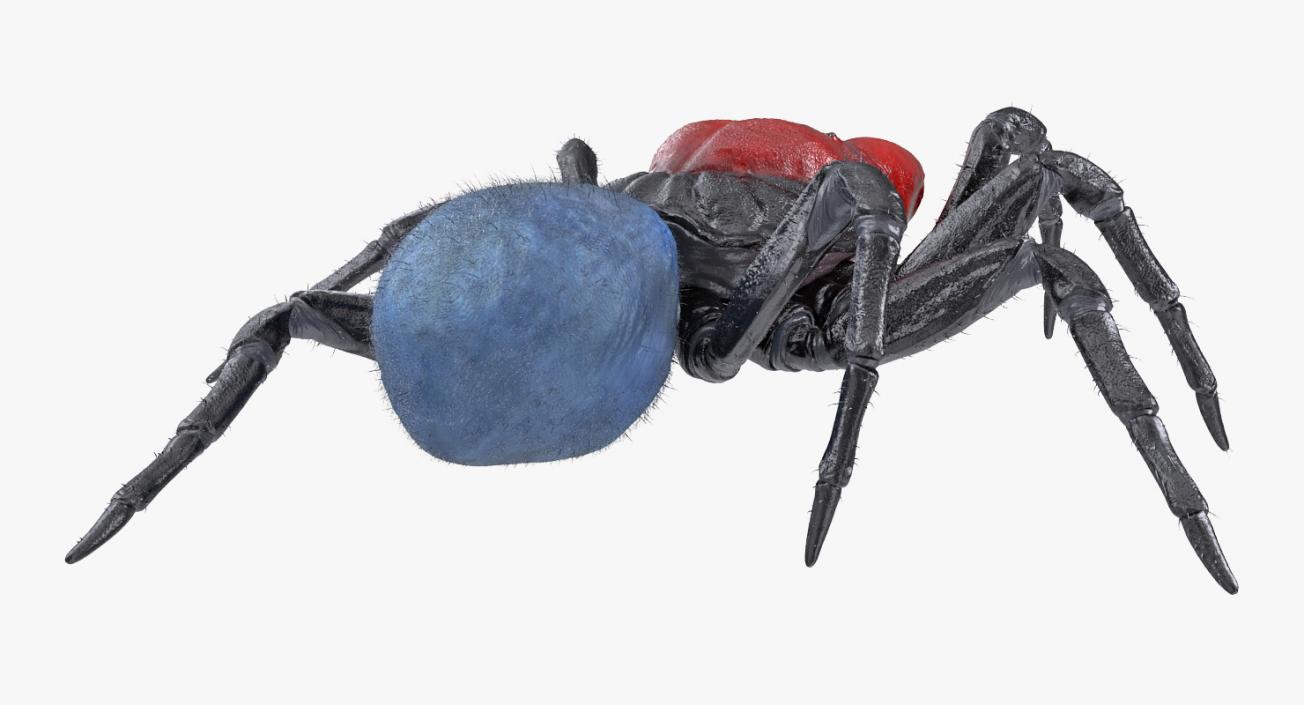 3D model Missulena Spider with Fur