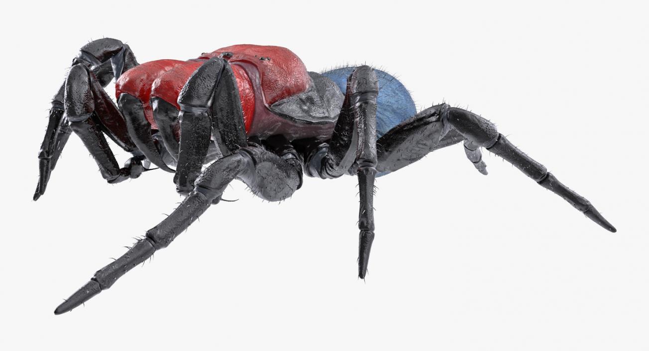 3D model Missulena Spider with Fur