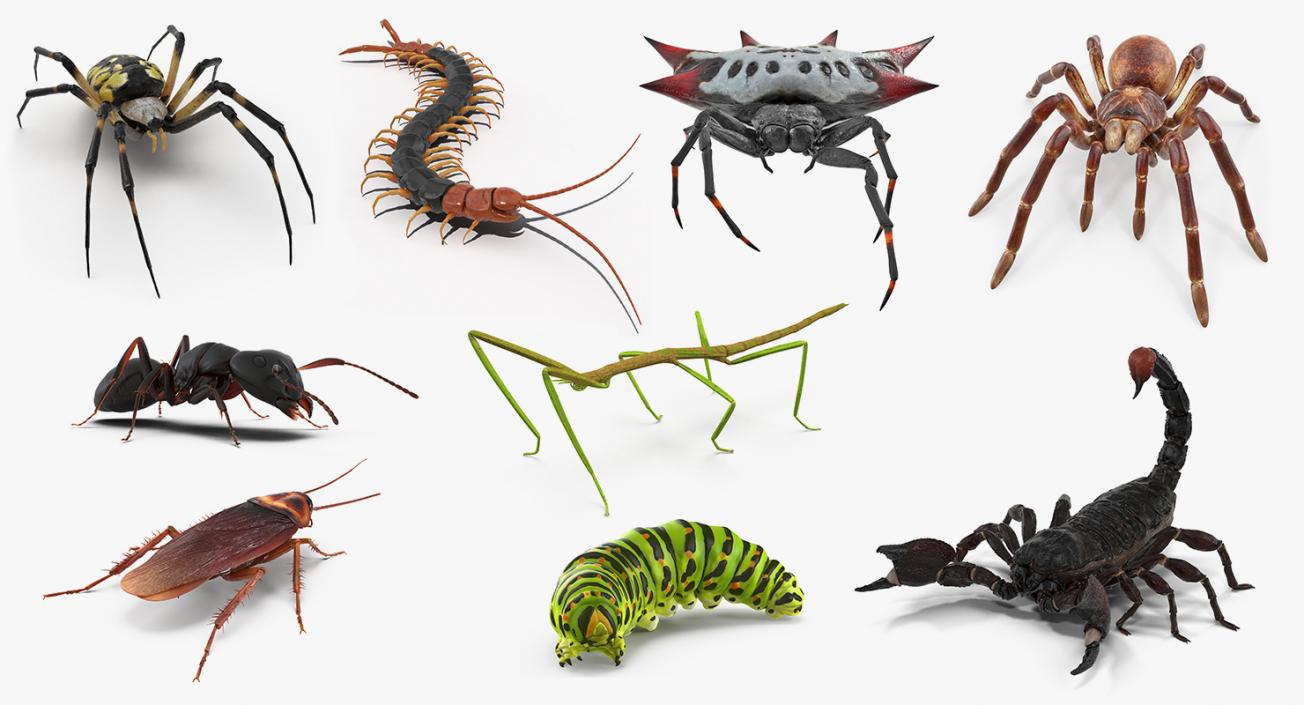 Creeping Insects Collection 3 3D model