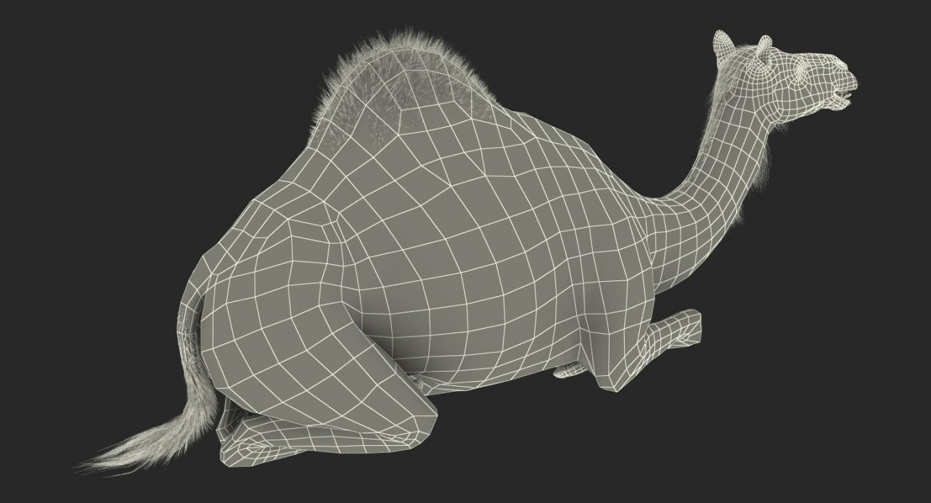 3D Camel Sitting Pose model