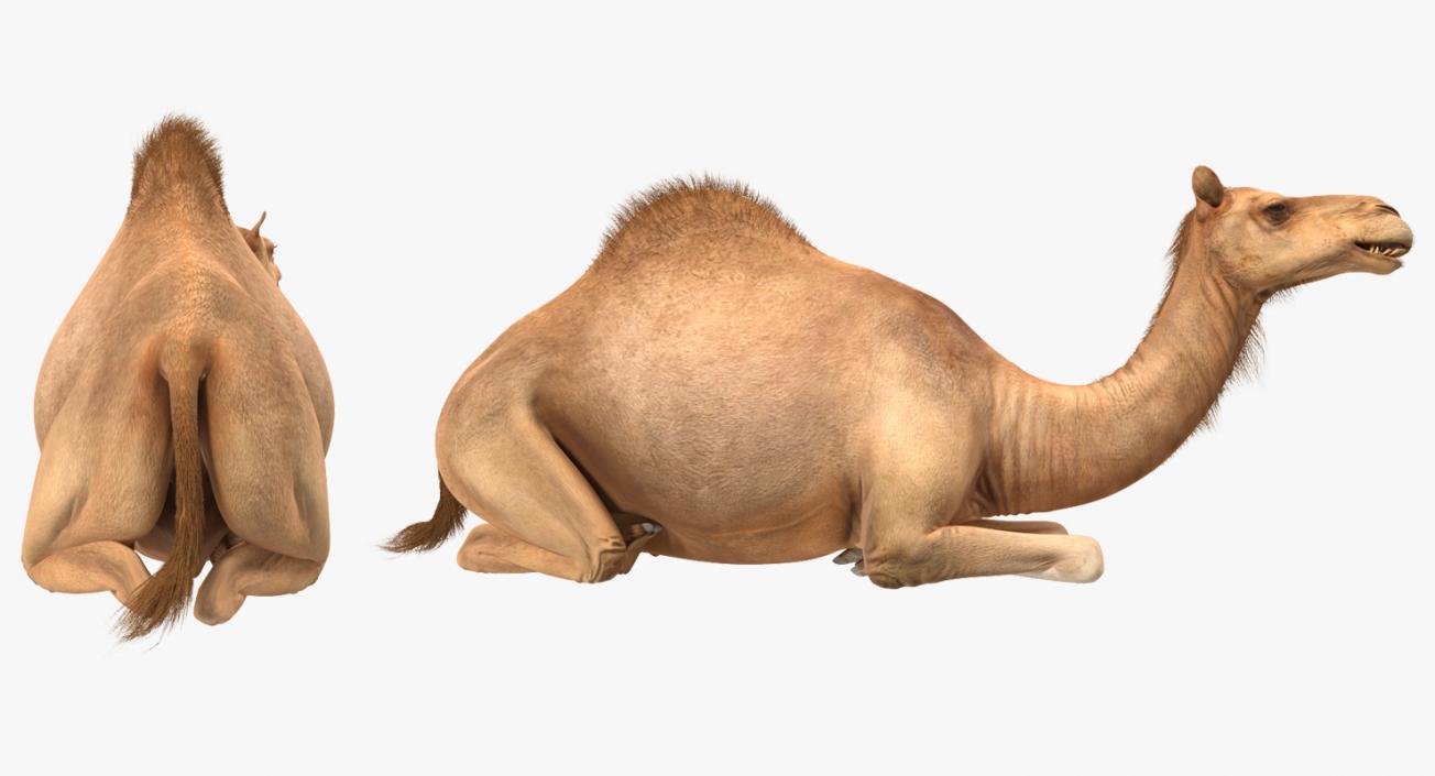 3D Camel Sitting Pose model