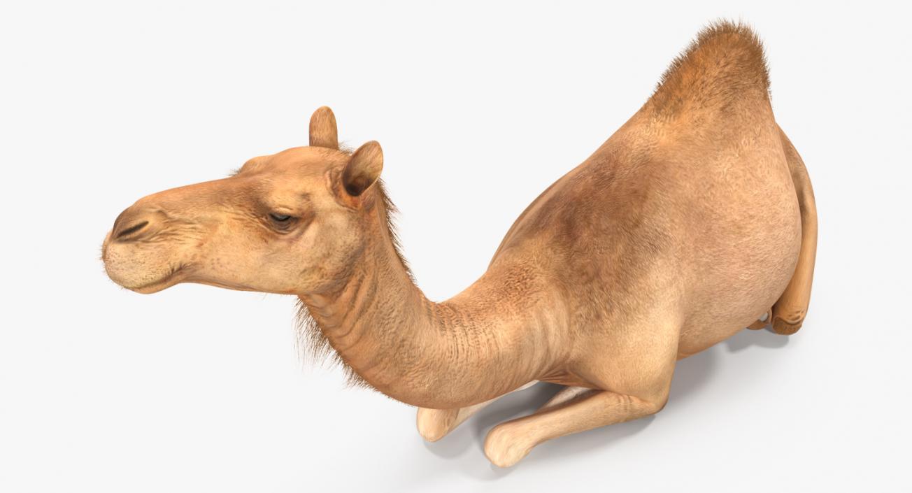 3D Camel Sitting Pose model