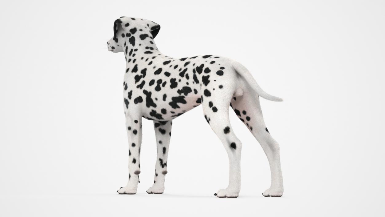 Dalmatian Dog Fur 2 3D model