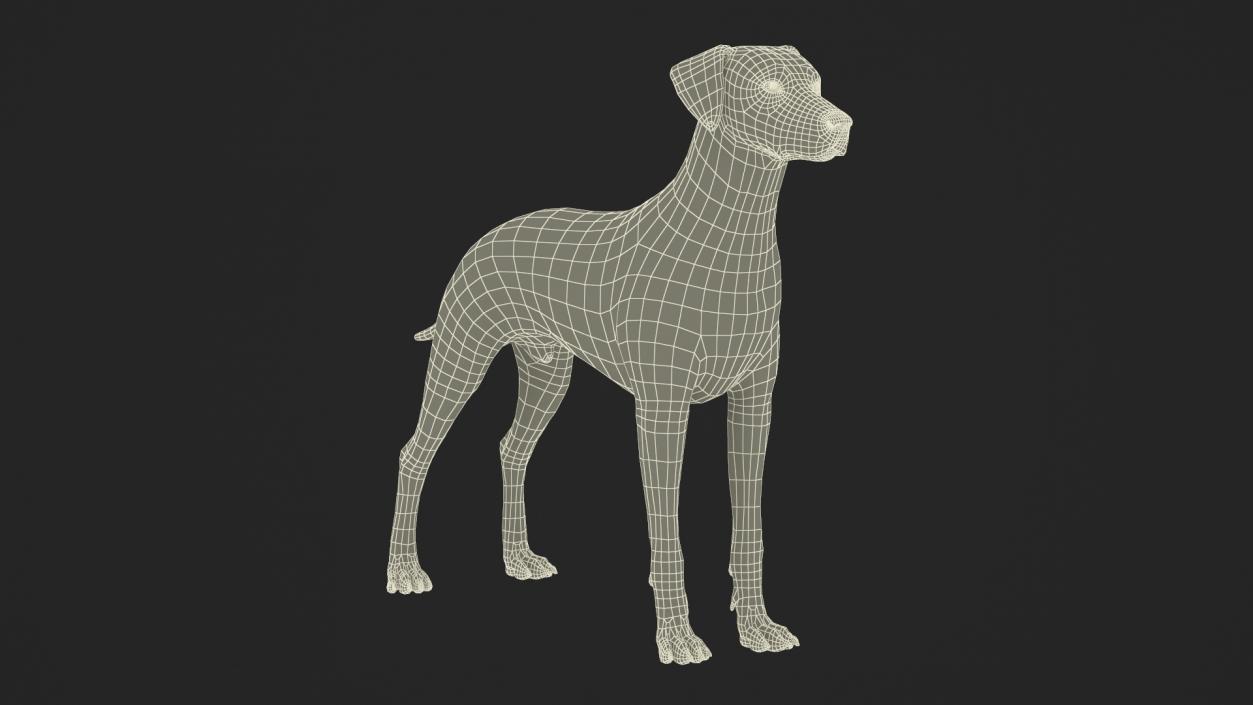 Dalmatian Dog Fur 2 3D model