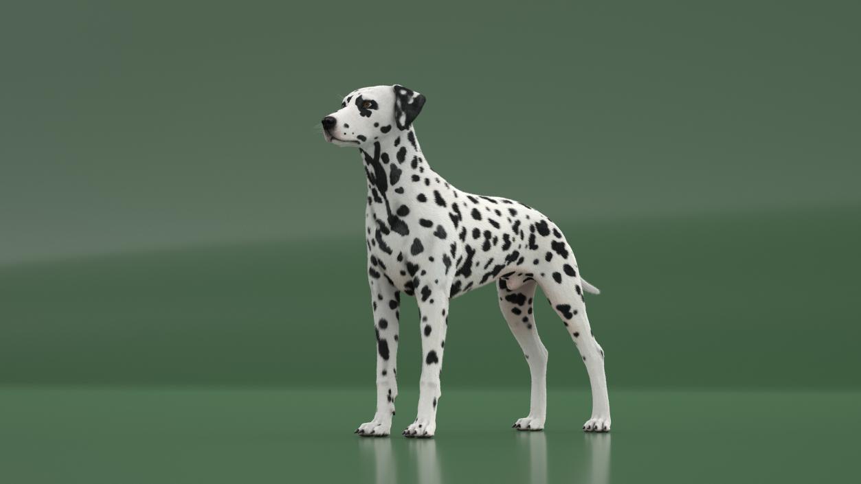 Dalmatian Dog Fur 2 3D model